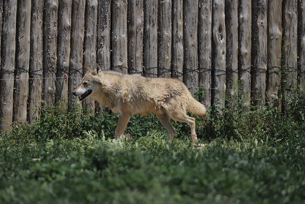 Hayvanat Bahçesi Kapılarını Açıyor