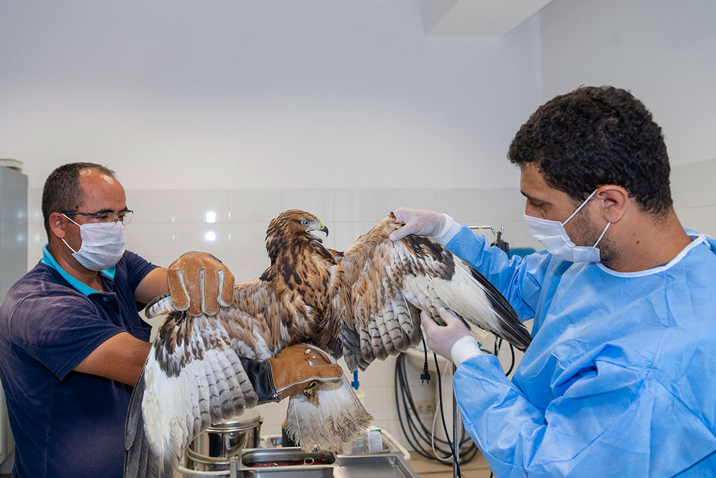 Sahipsiz Hayvanlar Büyükşehir Korumasında