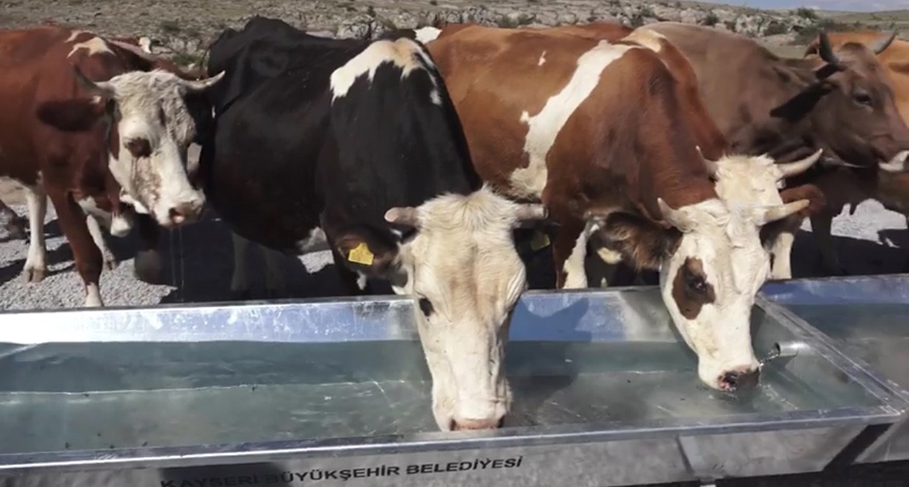 Büyükşehir'den Kırsala Hayvancılık Desteği 
