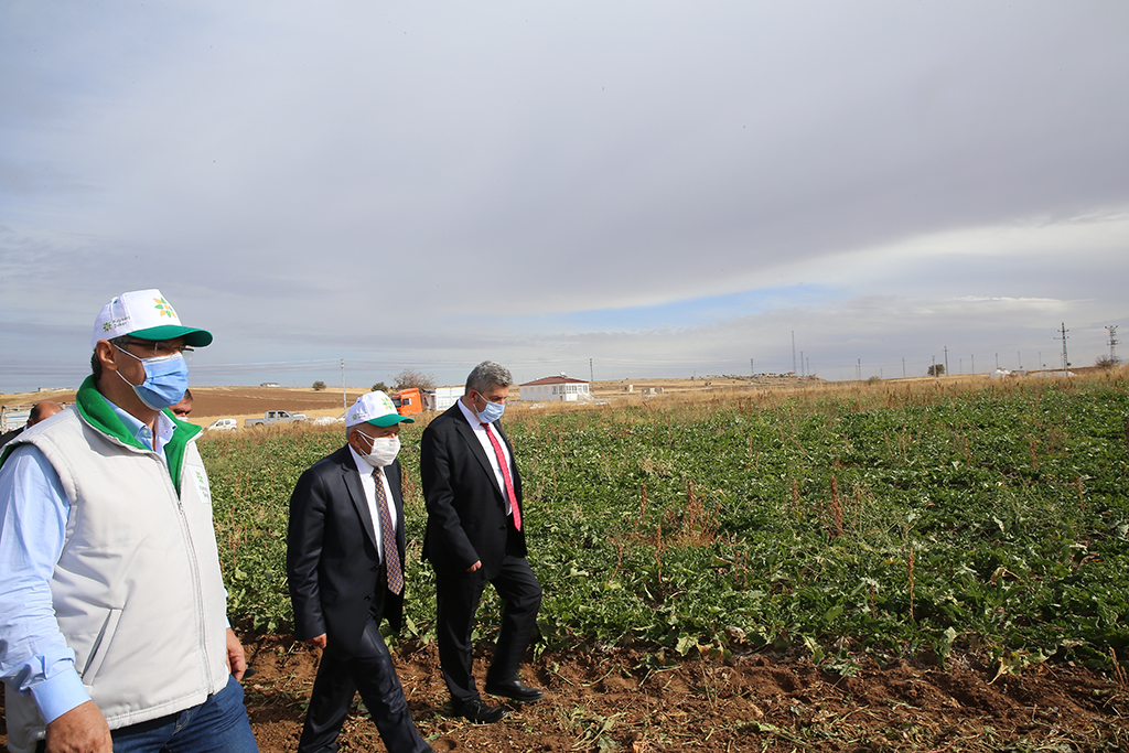 Başkan Büyükkılıç, Tuzhisar'da Pancar Söküm Programına Katıldı