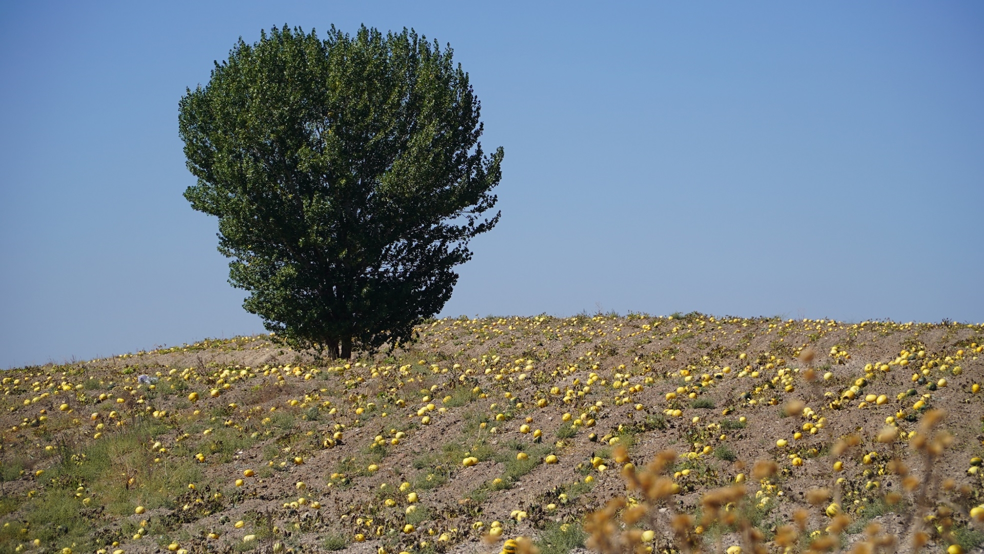 Erciyes'in Eteklerinde Kabak Çekirdeği Hasadı
