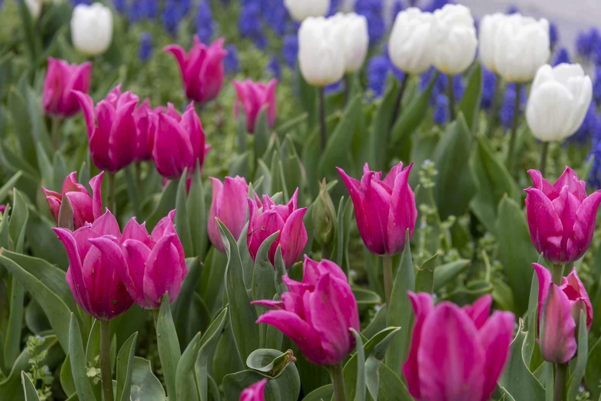 Büyükşehir ile Rengarenk Kayseri