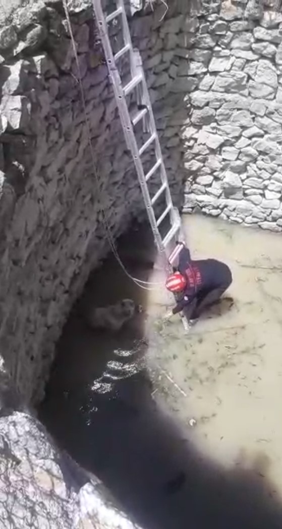 7 Metrelik Kuyuya Düşen Köpeğe Büyükşehir İtfaiyesi El Uzattı