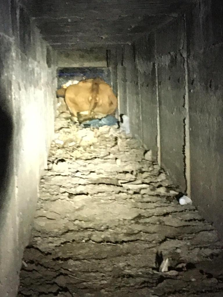 Büyükşehir İtfaiyesi Menfeze Sıkışan Büyükbaş Hayvanı 2 Saatlik Operasyon İle Kurtardı