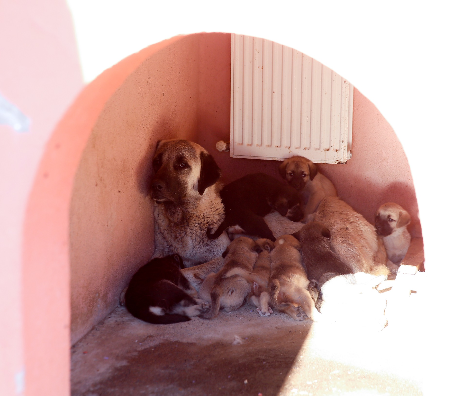 Kayseri Büyükşehir, Eziyet Edilen Köpeğe ve Yavrularına Sahip Çıktı