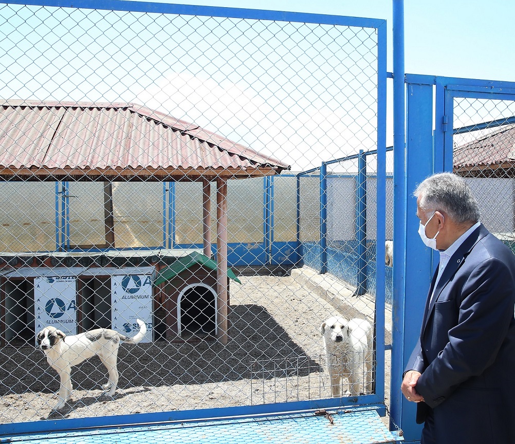 Büyükşehir’den Sokak Hayvanları İçin 48 Ton Mama Desteği