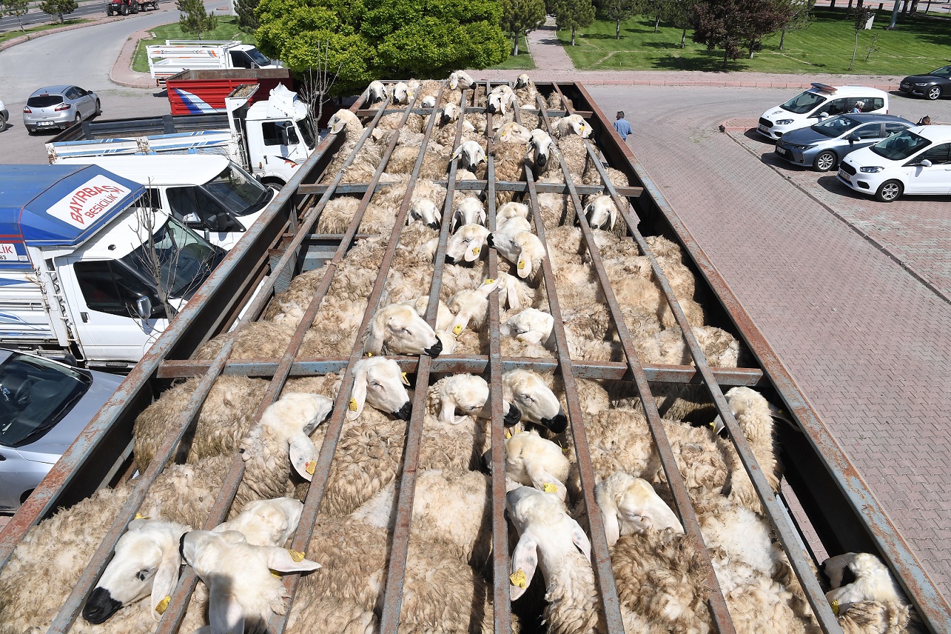 Başkan Büyükkılıç, 13 Milyon TL’lik Projede 3 Bin 200 Adet Küçükbaş Hayvan Dağıttı