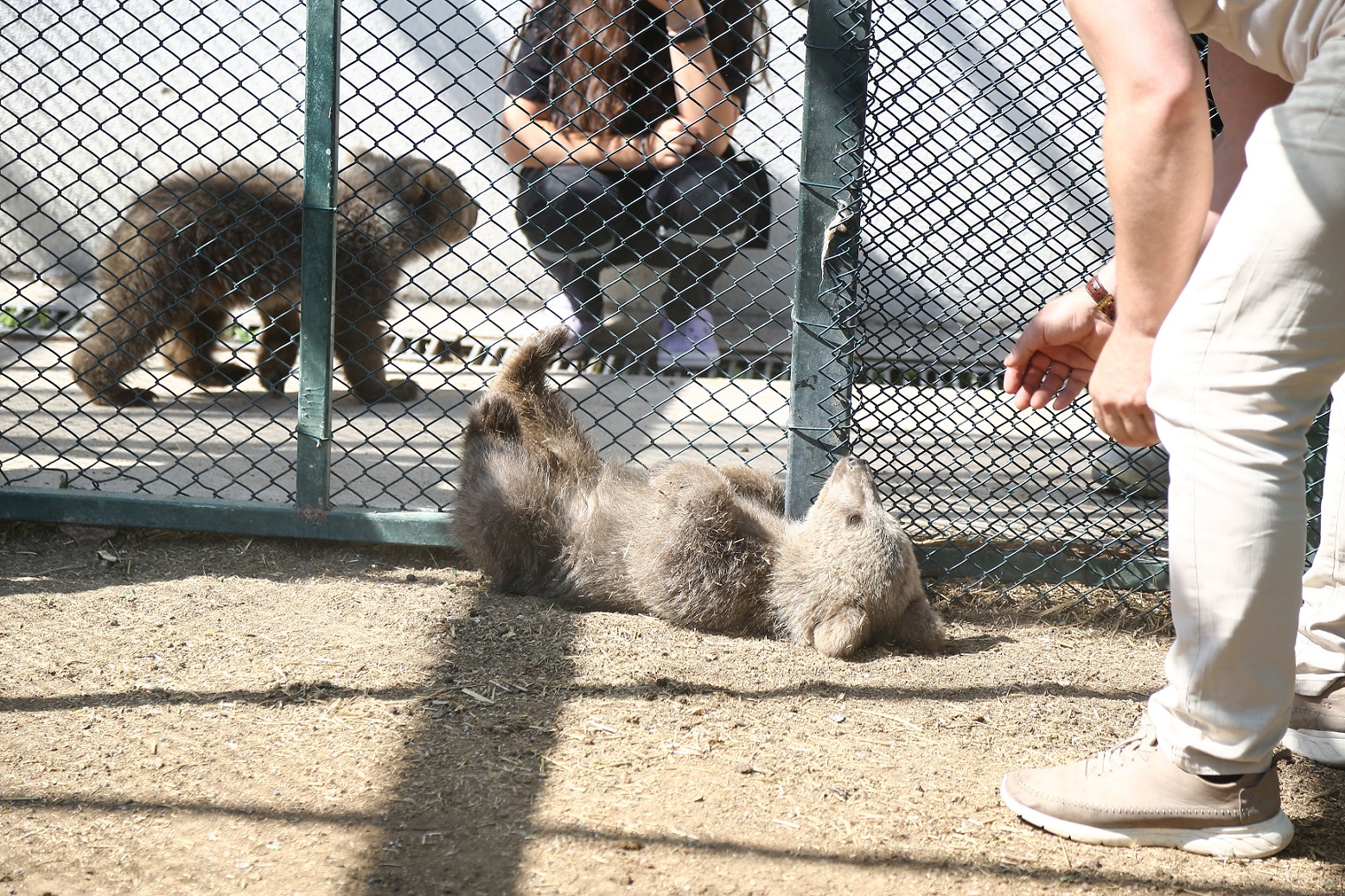 Sinop ve Van’dan Getirilen İki Yavru Ayı, Hayvanat Bahçesi’ne Renk Kattı