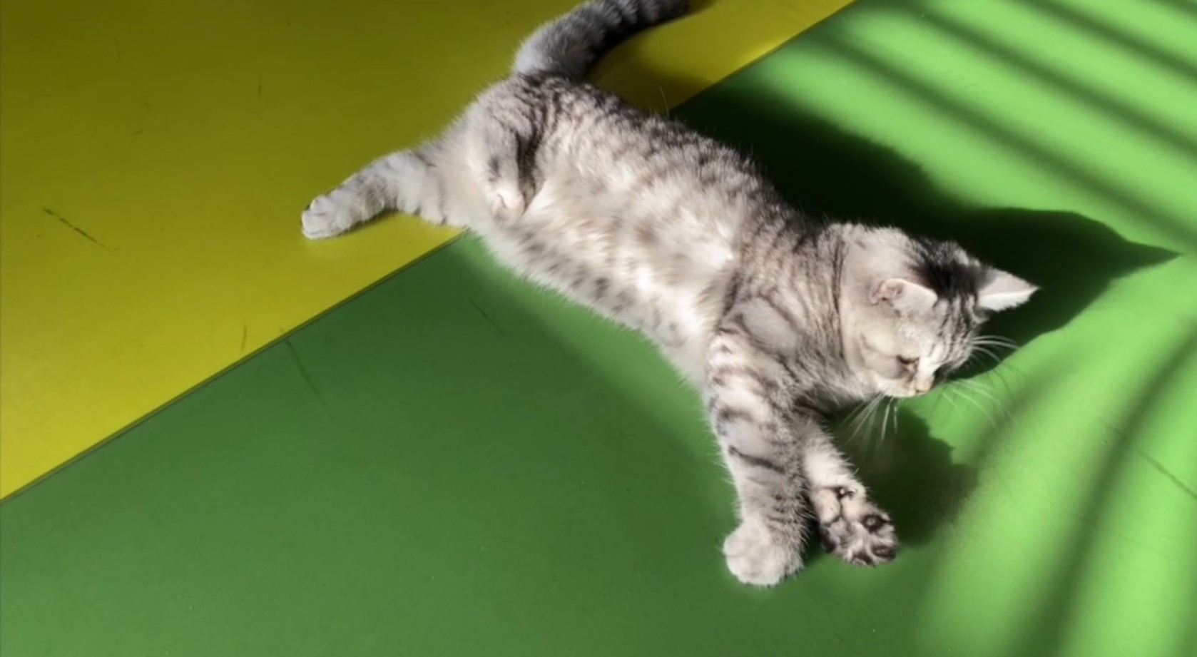 Büyükşehir’in Engelsiz Yaşam Merkezi’nin Yeni Üyesi “Şeker”