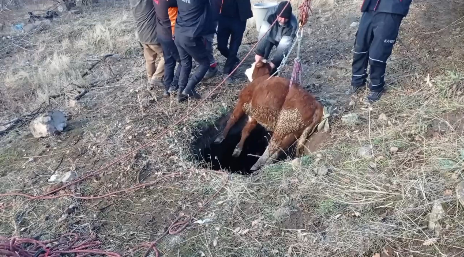 Büyükşehir İtfaiyesi’nden “Buzağı” Operasyonu