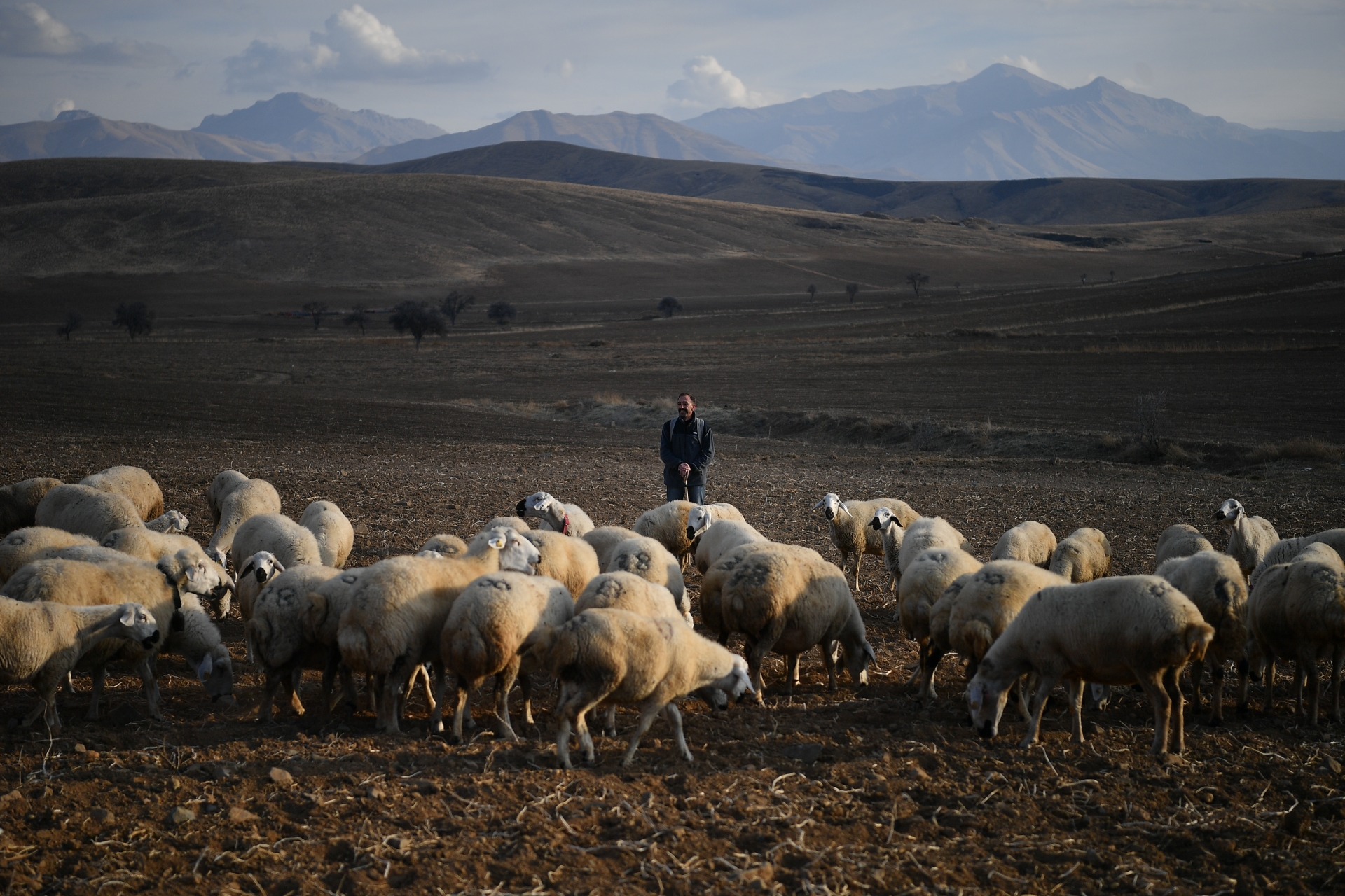 Başkan Büyükkılıç’ın Projesi ile Kırsalda Koyun Sayısı Arttı, Meralar Canlandı